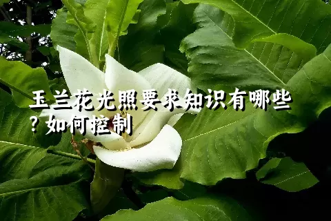 玉兰花光照要求知识有哪些？如何控制