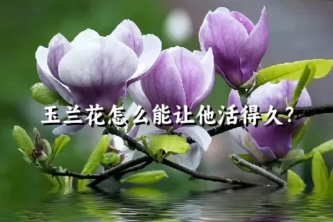 玉兰花怎么能让他活得久？