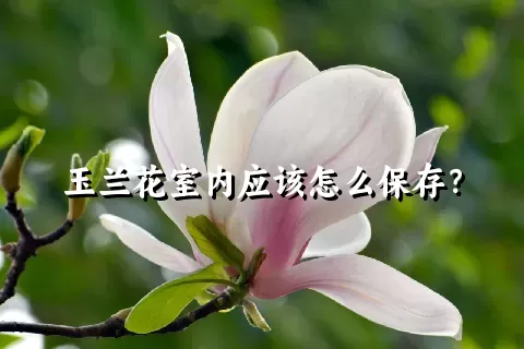 玉兰花室内应该怎么保存？