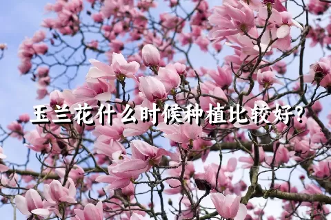 玉兰花什么时候种植比较好？