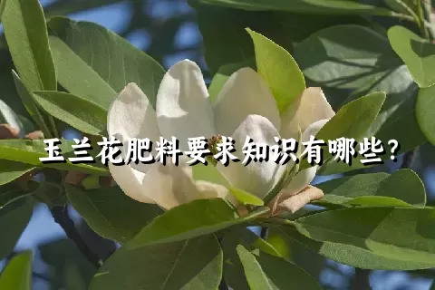 玉兰花肥料要求知识有哪些？