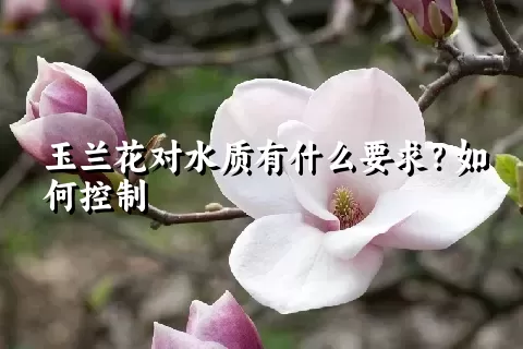 玉兰花对水质有什么要求？如何控制