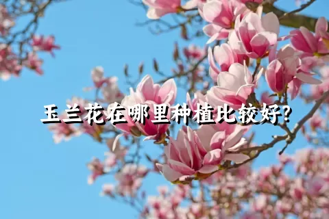 玉兰花在哪里种植比较好？