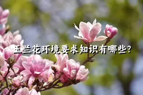 玉兰花环境要求知识有哪些？