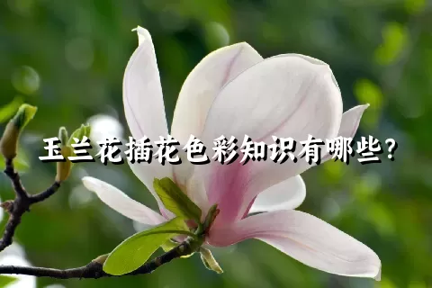 玉兰花插花色彩知识有哪些？