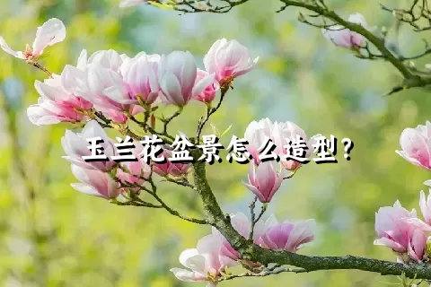 玉兰花盆景怎么造型？