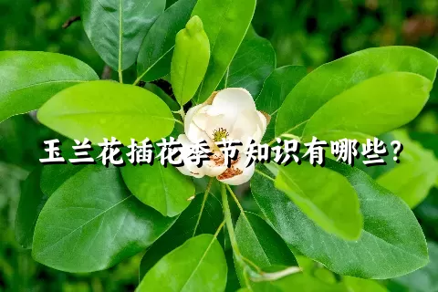 玉兰花插花季节知识有哪些？