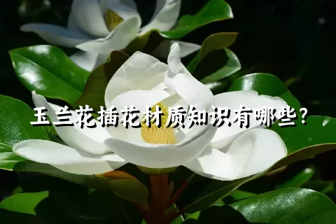 玉兰花插花材质知识有哪些？