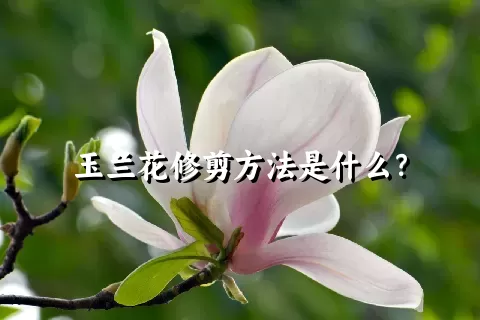 玉兰花修剪方法是什么？