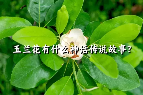 玉兰花有什么神话传说故事？