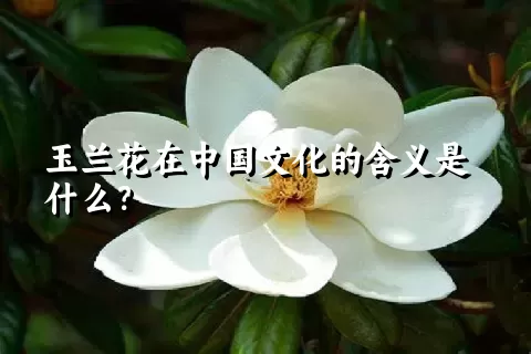 玉兰花在中国文化的含义是什么？