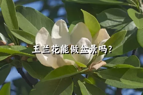 玉兰花能做盆景吗？