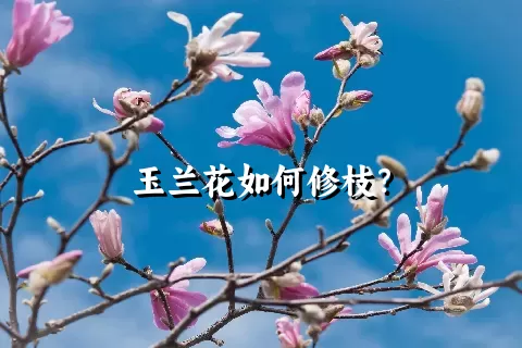 玉兰花如何修枝？