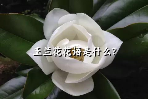 玉兰花花语是什么？