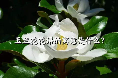 玉兰花花语的寓意是什么？