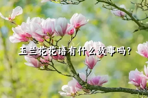 玉兰花花语有什么故事吗？