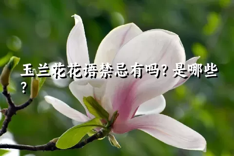 玉兰花花语禁忌有吗？是哪些？