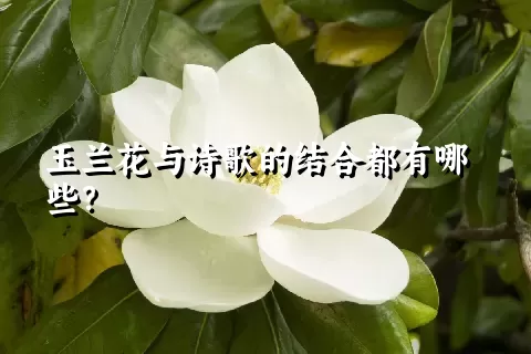 玉兰花与诗歌的结合都有哪些？