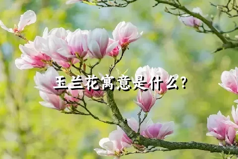 玉兰花寓意是什么？