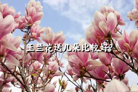 玉兰花送几朵比较好？