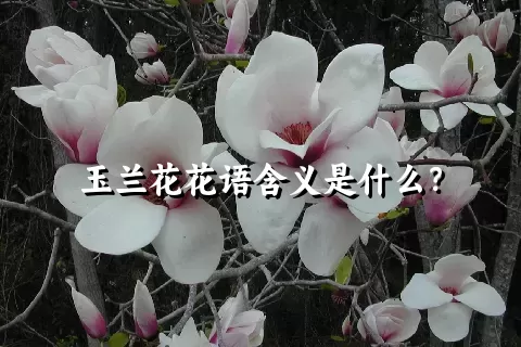 玉兰花花语含义是什么？