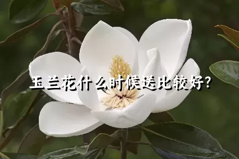 玉兰花什么时候送比较好？