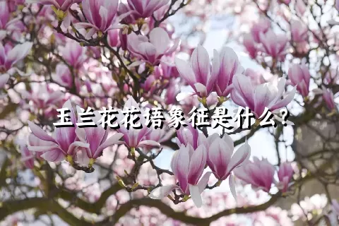 玉兰花花语象征是什么？