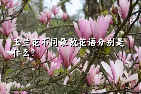 玉兰花不同朵数花语分别是什么？