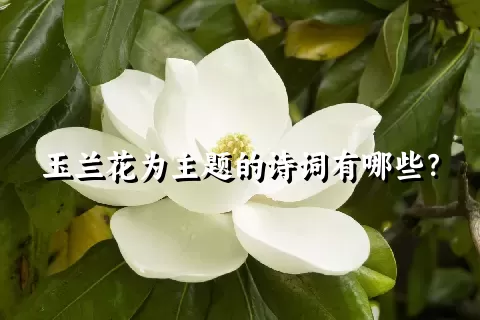 玉兰花为主题的诗词有哪些？