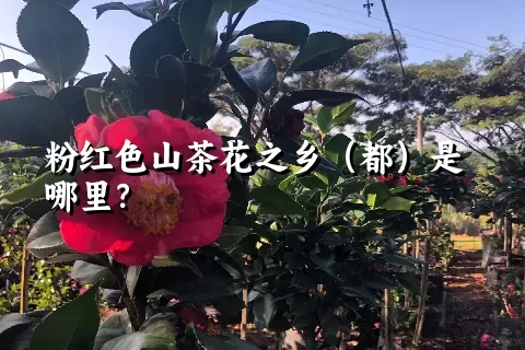 粉红色山茶花之乡（都）是哪里？