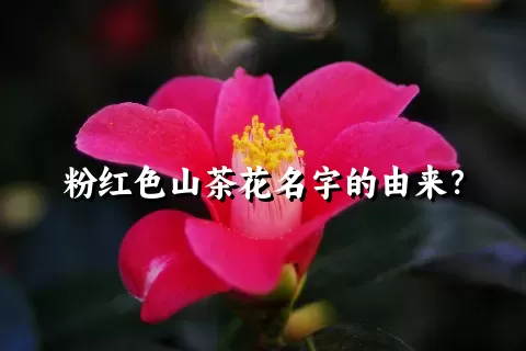 粉红色山茶花名字的由来？