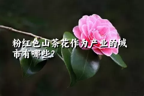 粉红色山茶花作为产业的城市有哪些？