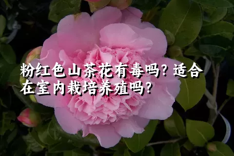 粉红色山茶花有毒吗？适合在室内栽培养殖吗？