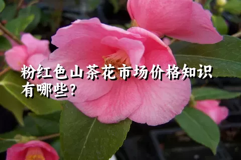 粉红色山茶花市场价格知识有哪些？