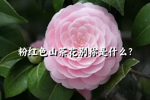 粉红色山茶花别称是什么？