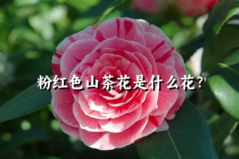 粉红色山茶花是什么花？