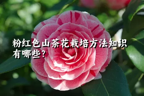 粉红色山茶花栽培方法知识有哪些？