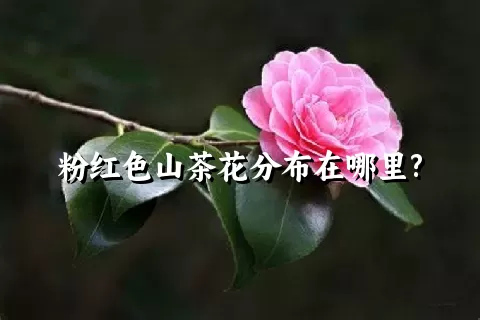 粉红色山茶花分布在哪里?