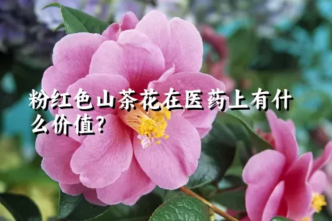 粉红色山茶花在医药上有什么价值？