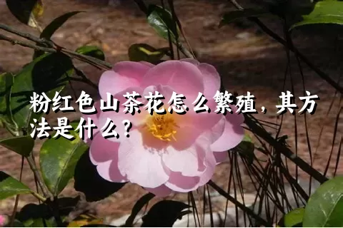 粉红色山茶花怎么繁殖，其方法是什么？