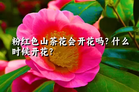 粉红色山茶花会开花吗？什么时候开花？