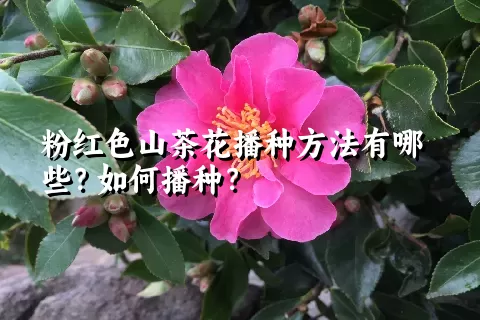 粉红色山茶花播种方法有哪些？如何播种？