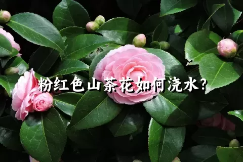 粉红色山茶花如何浇水？