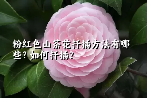 粉红色山茶花扦插方法有哪些？如何扦插？