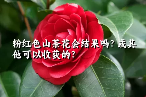 粉红色山茶花会结果吗？或其他可以收获的？