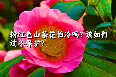 粉红色山茶花怕冷吗？该如何过冬保护？