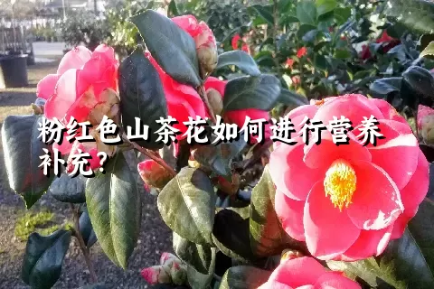 粉红色山茶花如何进行营养补充？