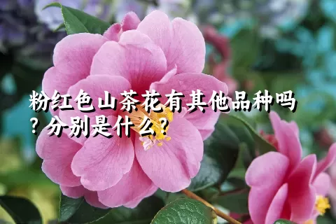 粉红色山茶花有其他品种吗？分别是什么？