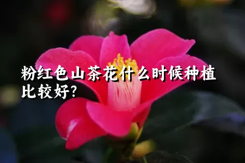 粉红色山茶花什么时候种植比较好？