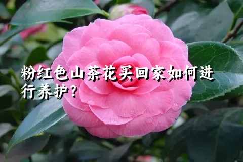 粉红色山茶花买回家如何进行养护？